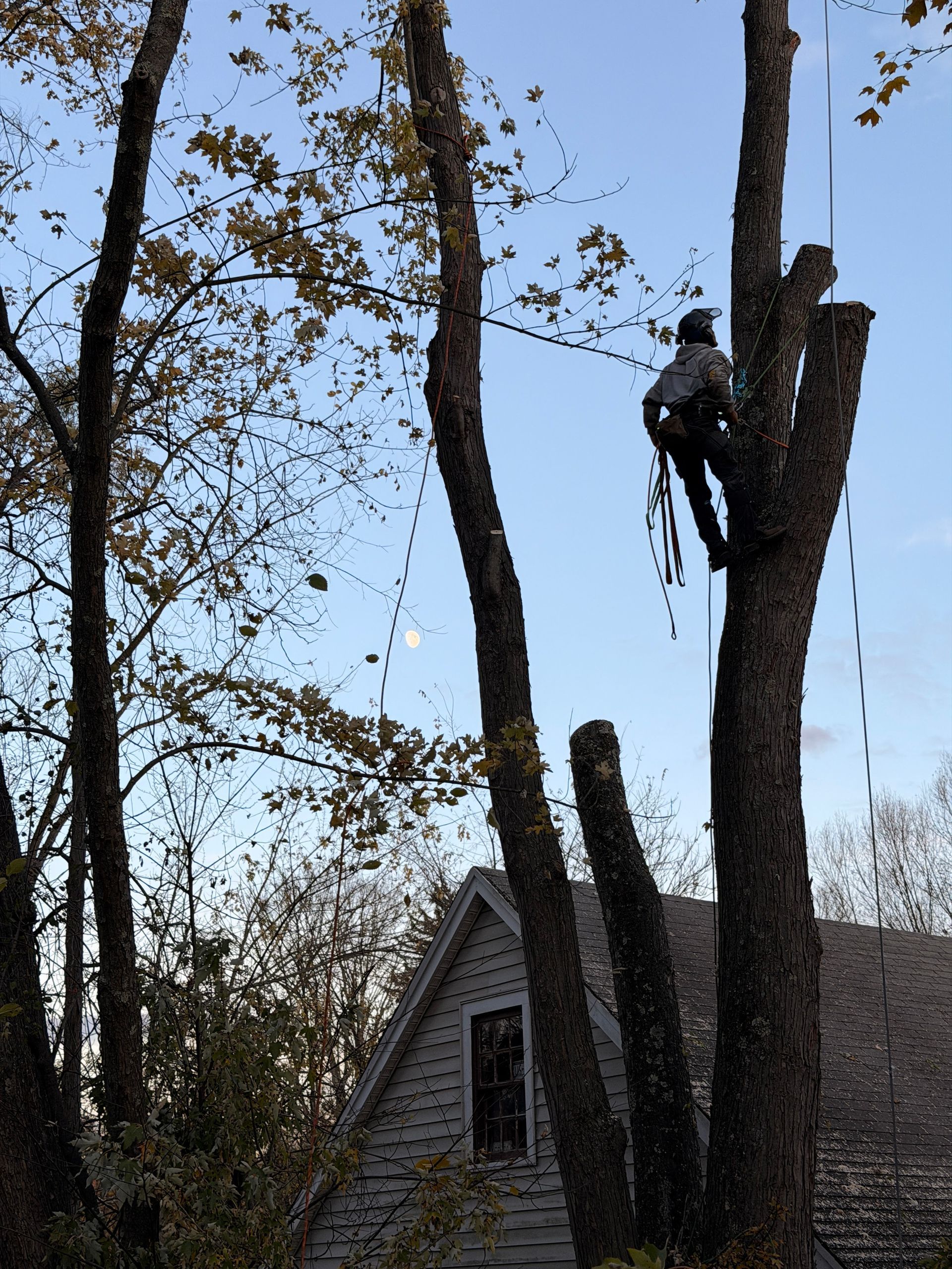 Tree trimmer on a tall tree beside a house, with cut branches and ropes visible