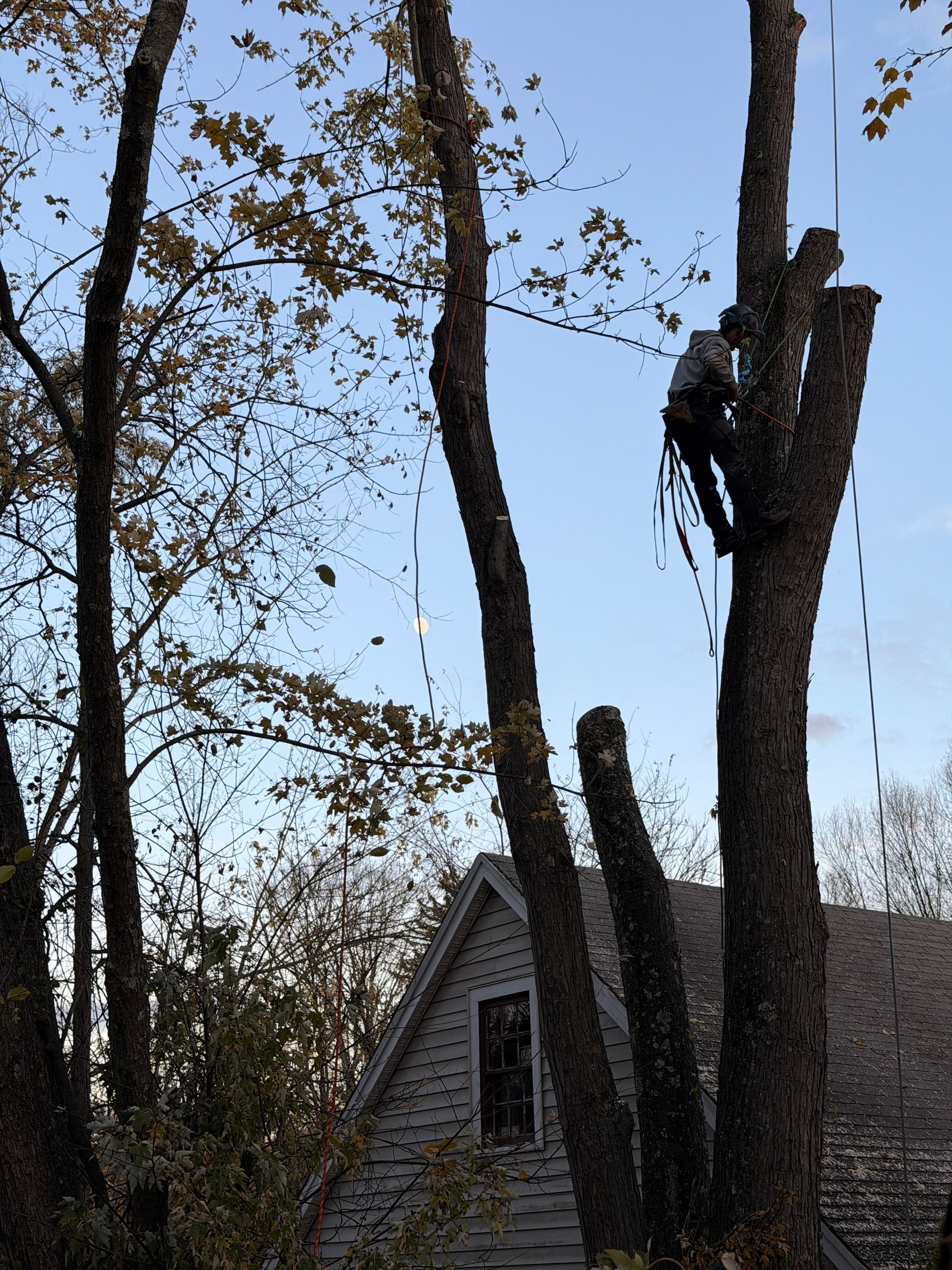 Tree trimmer working in a tall leafless tree beside a house at dusk