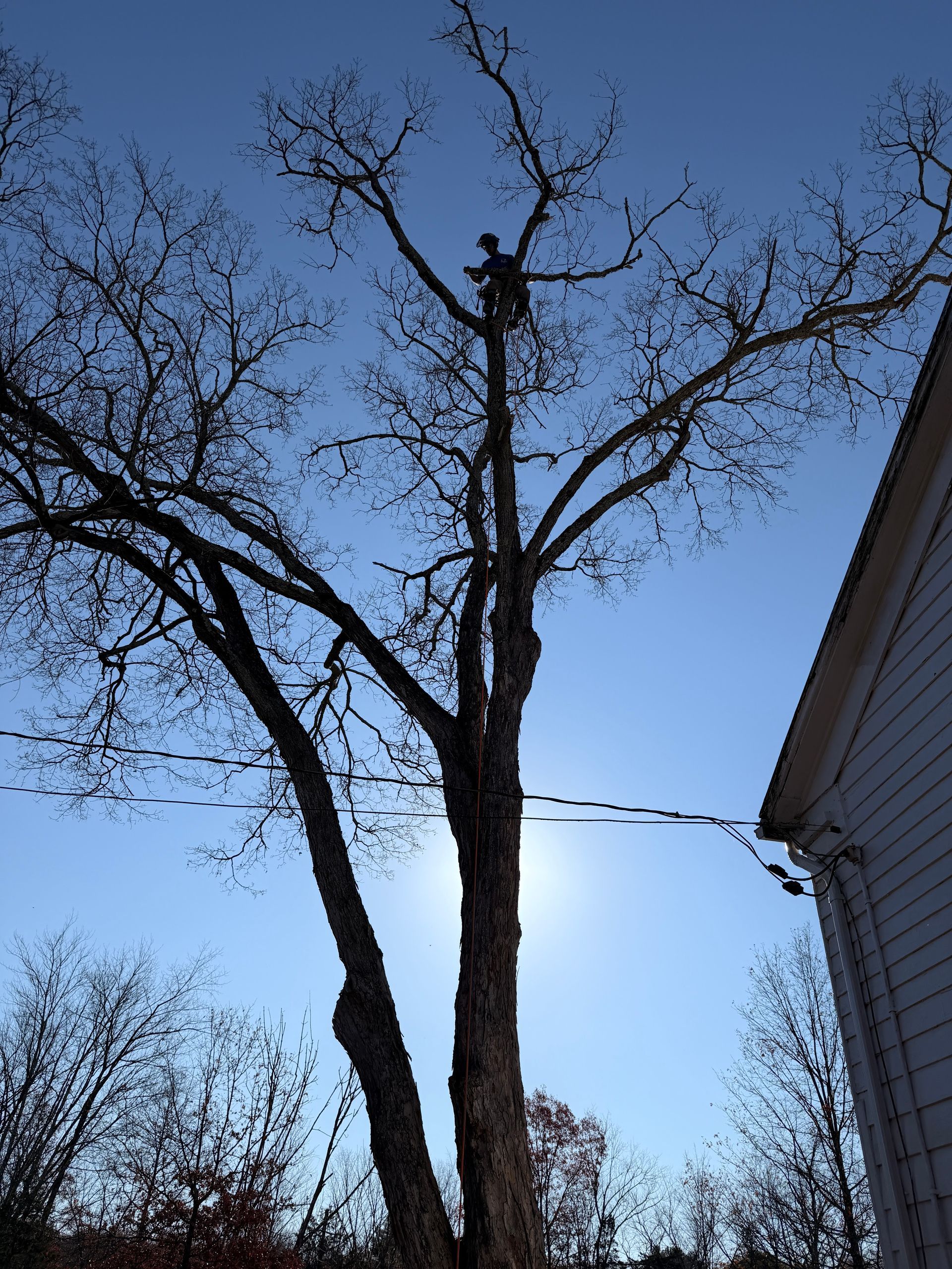 Bare tree beside a house against a blue sky, with a person high in the branches