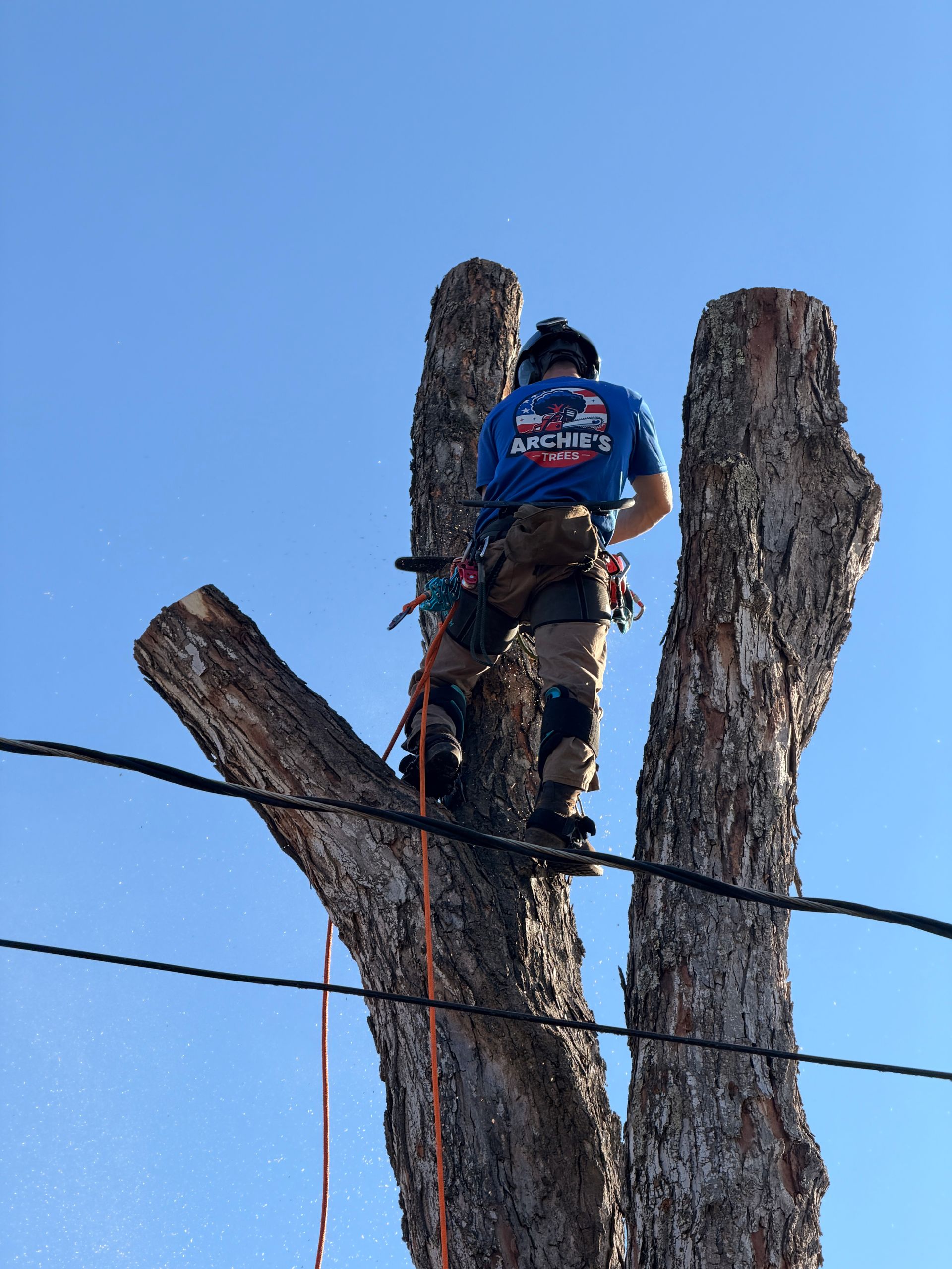 Worker in blue shirt and harness trimming a tall tree against a clear blue sky.