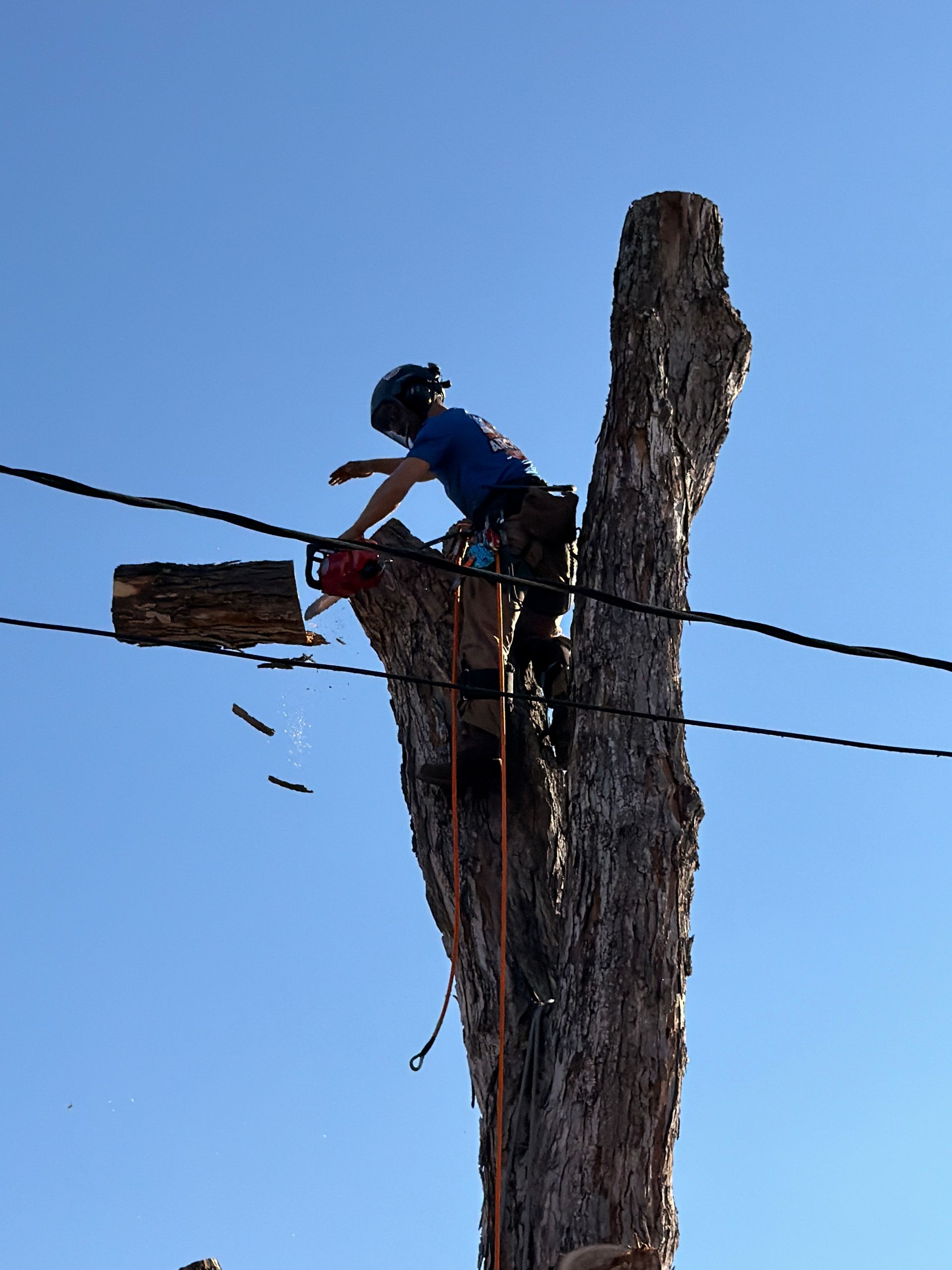 Worker trimming a tree trunk with a chainsaw against a blue sky