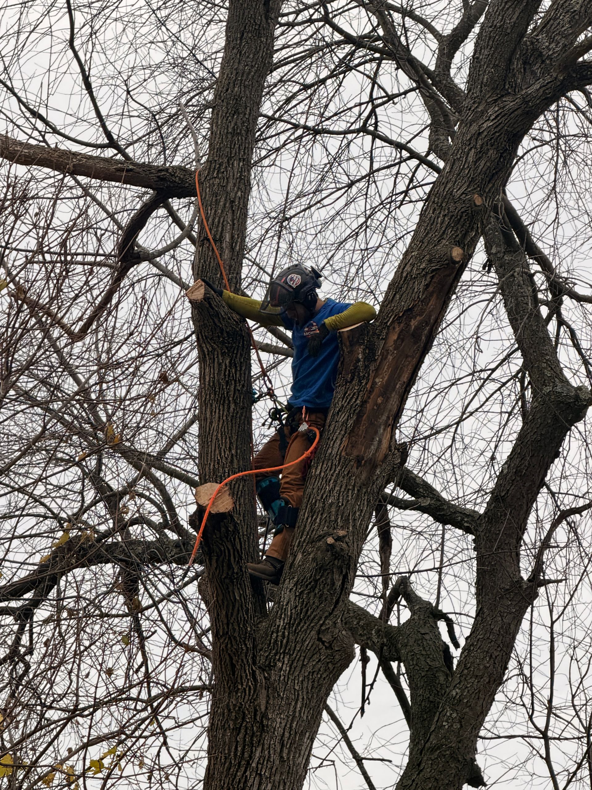 Person in blue and yellow climbing a large tree with safety ropes among bare branches
