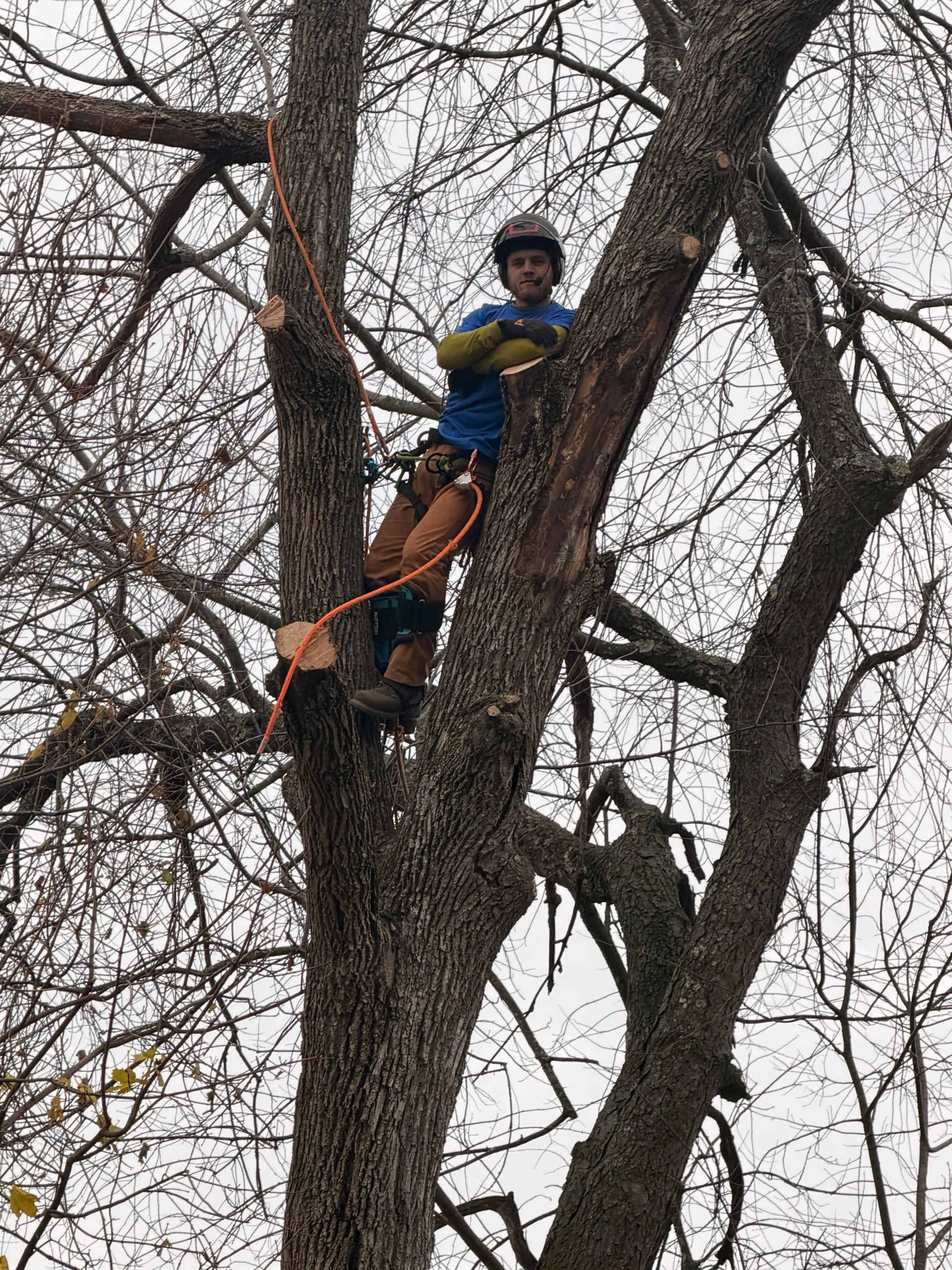 Person in a blue jacket and helmet climbs a tree using safety ropes in winter.