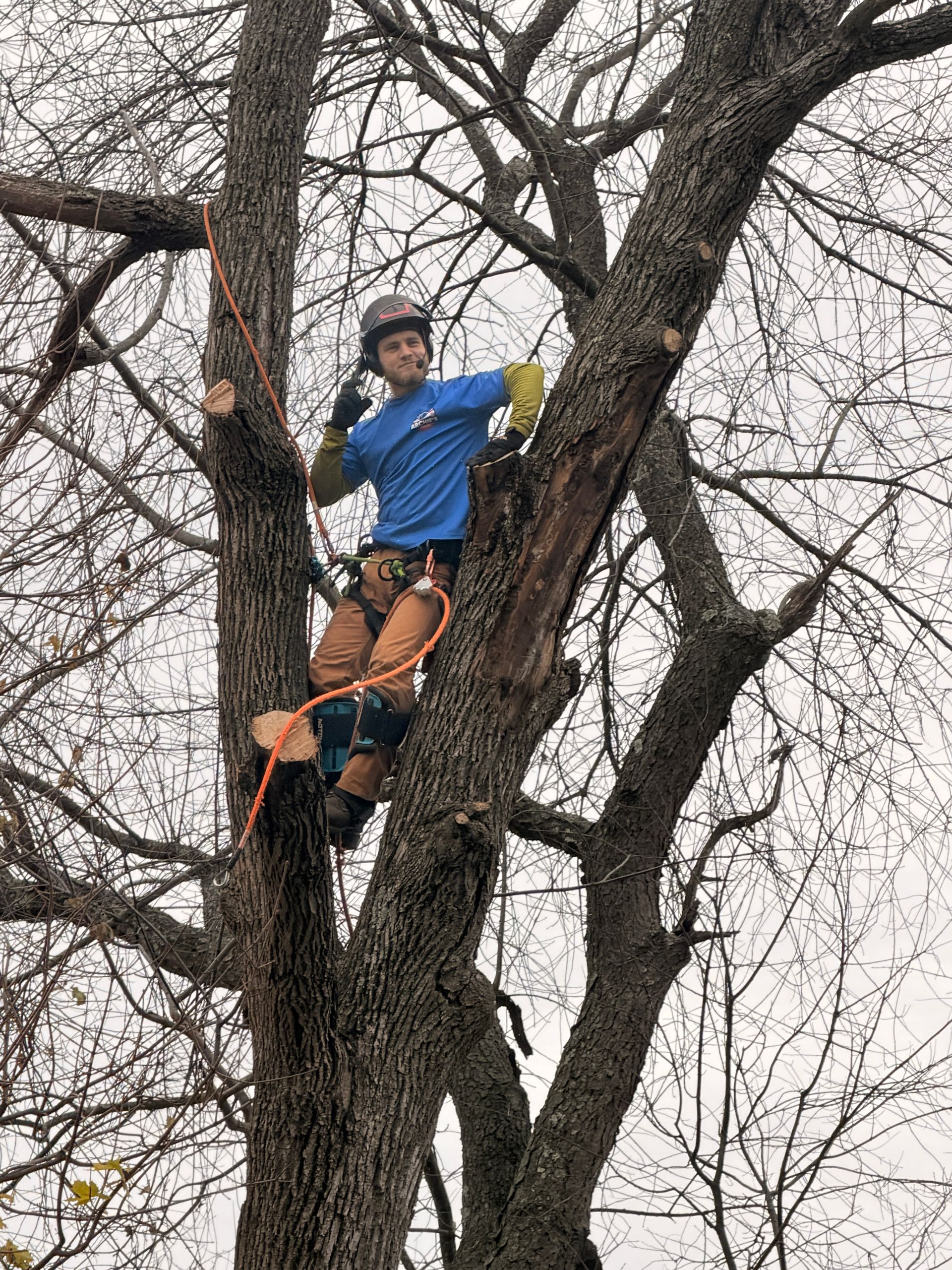 Person in a blue jacket and helmet climbing a tree with orange rope support.