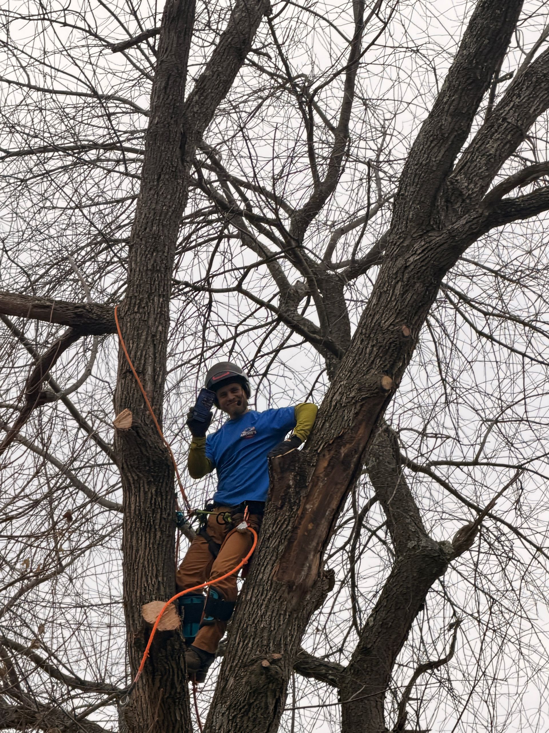 Person in blue jacket climbing a tree among bare branches, wearing safety gear and ropes