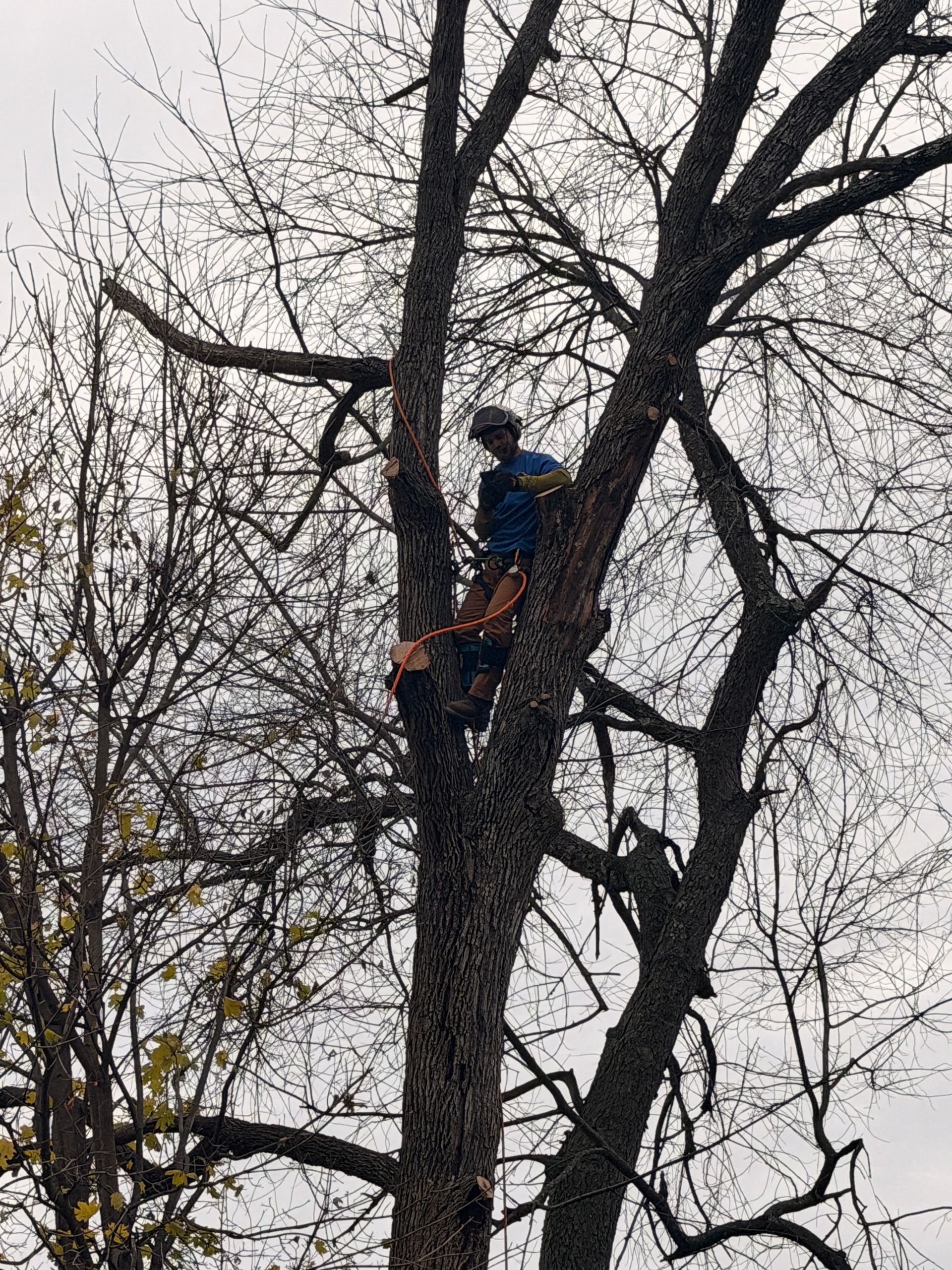 Person in blue helmet climbing a tree with an orange harness against a cloudy sky