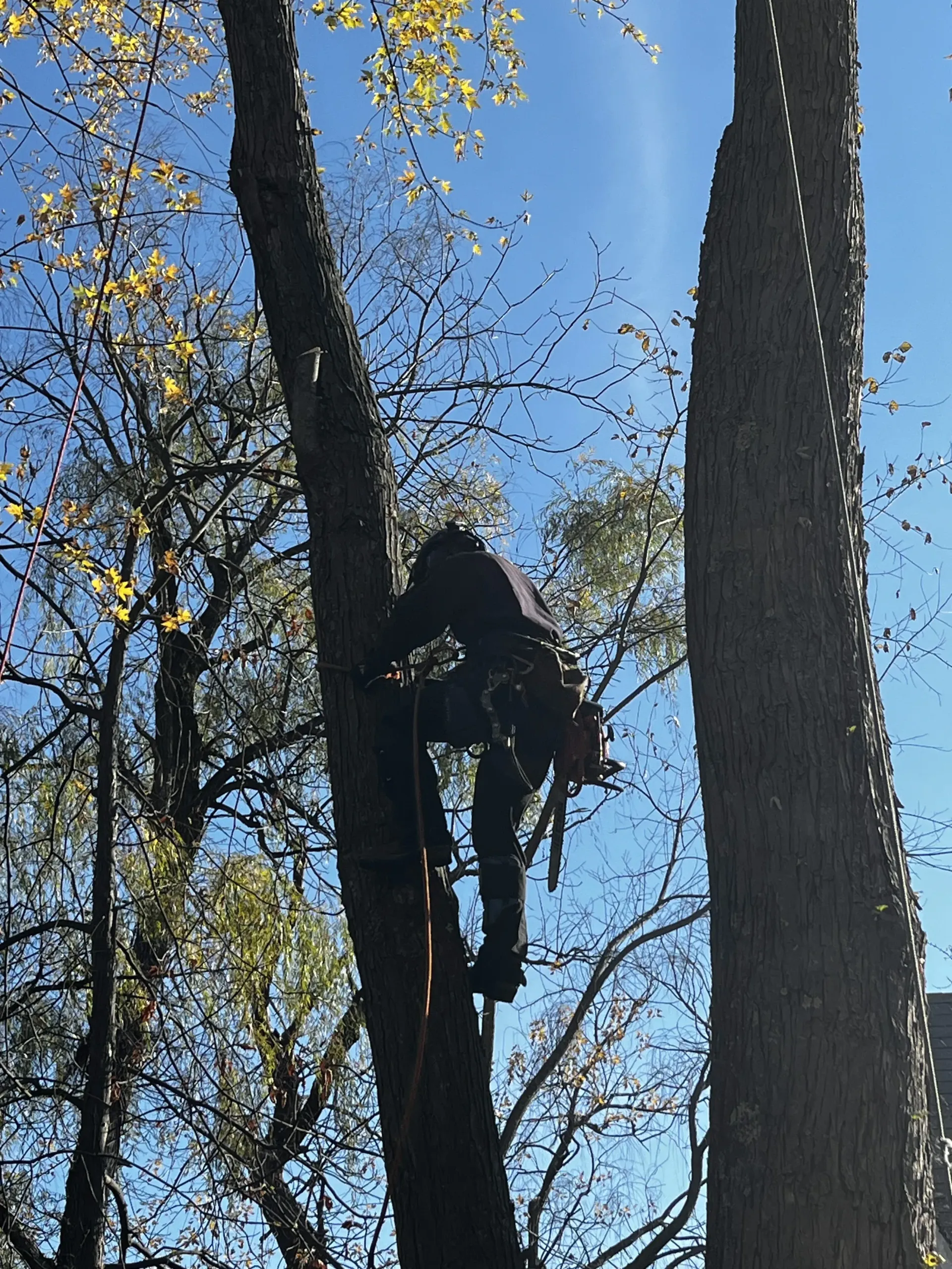 Person climbing a tree using ropes in a wooded area under a blue sky