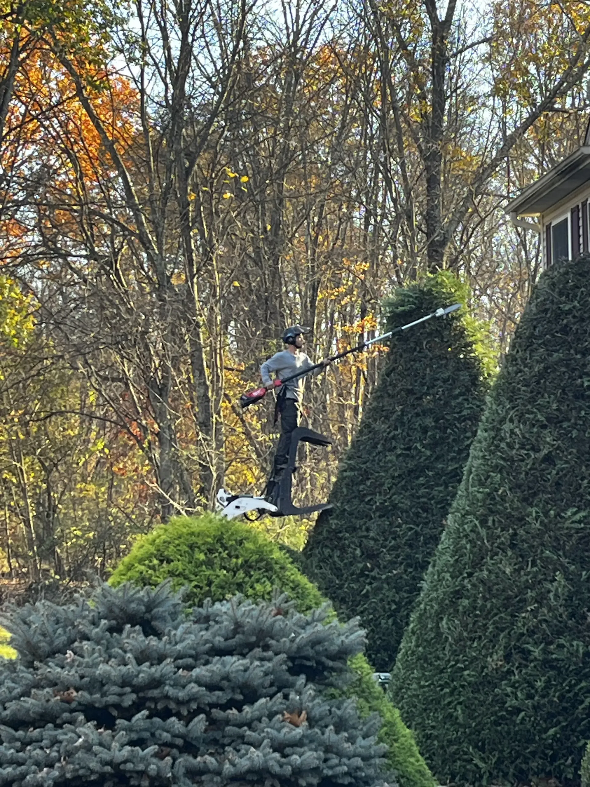 Worker trimming tall hedges in a leafy backyard on a sunny autumn day