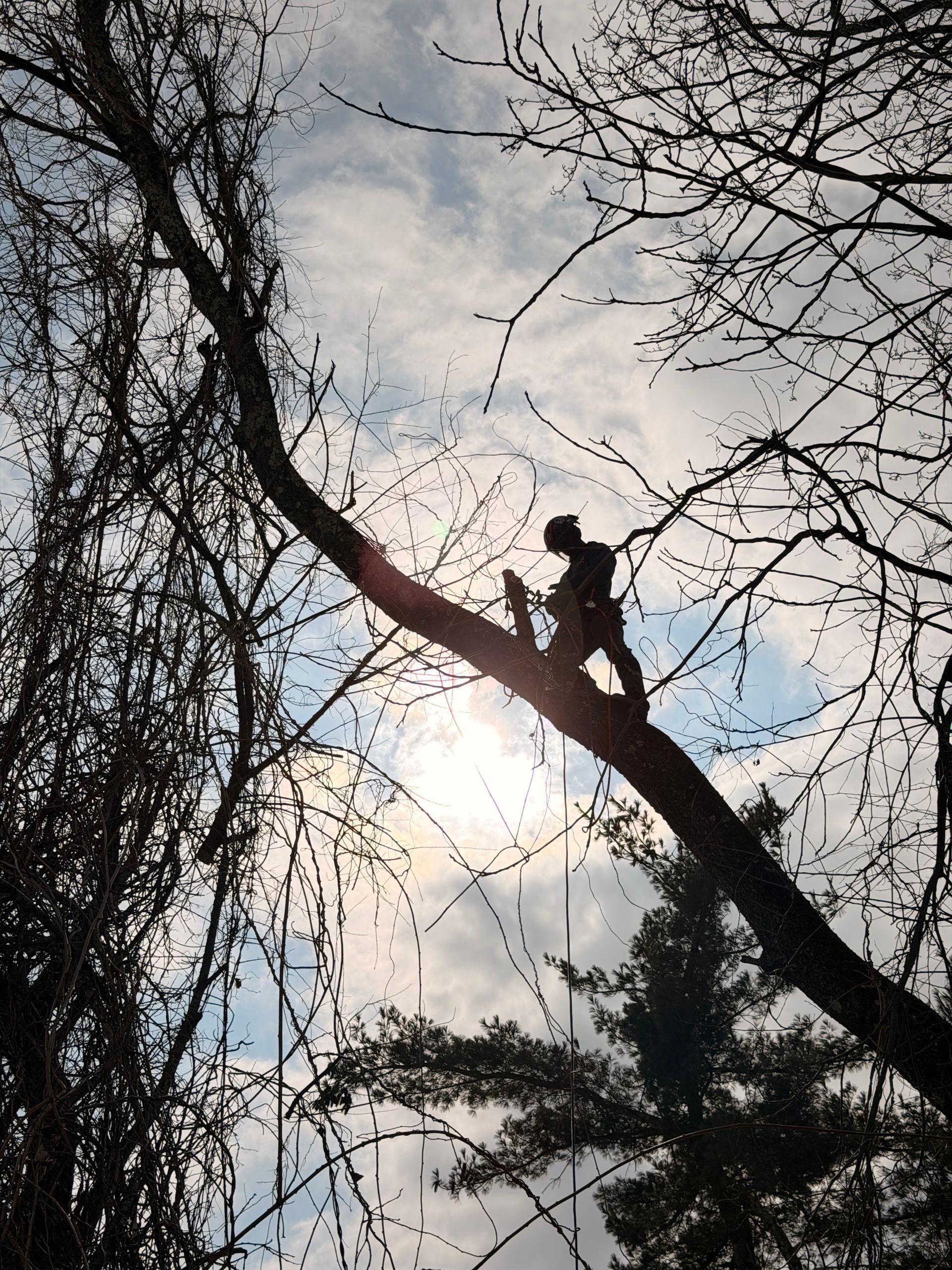 Silhouette of a person sitting on a tree branch against a bright cloudy sky