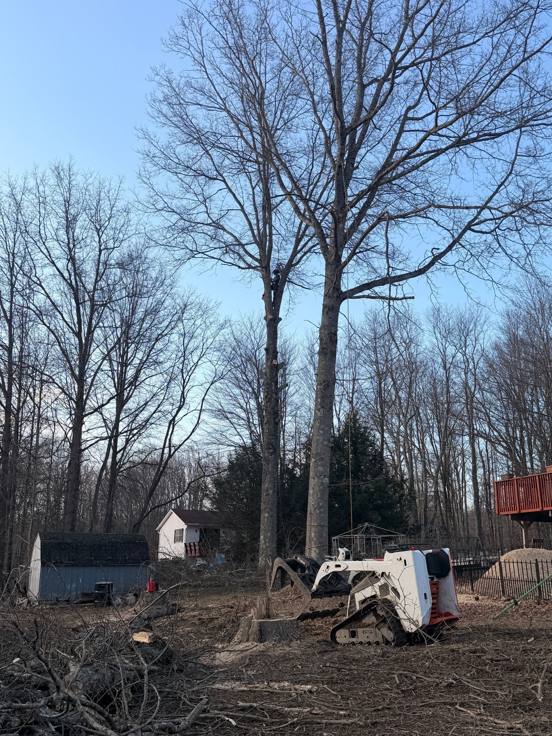 Mini excavator clearing a wooded lot with bare trees and a small house in the background.