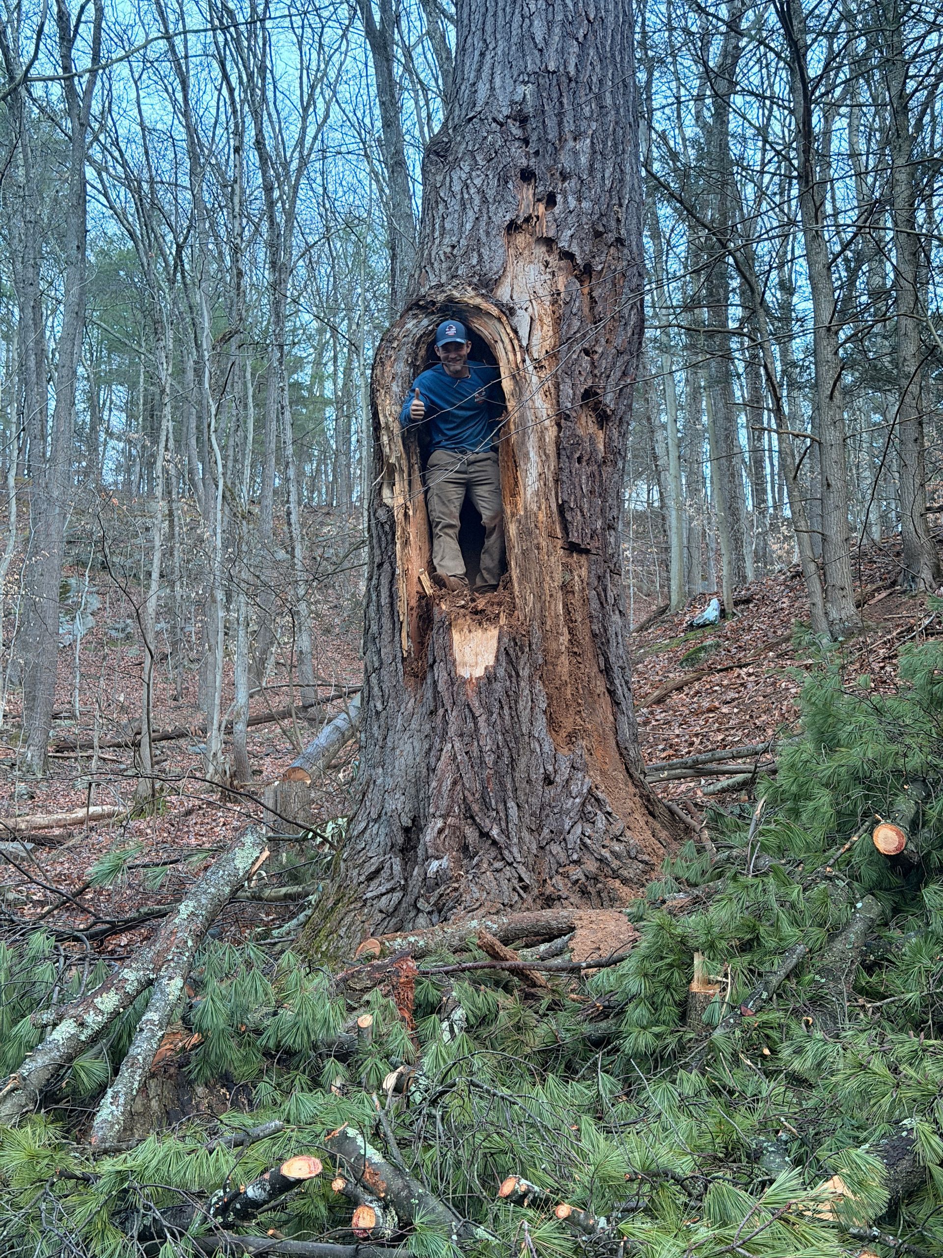 Person standing inside a hollowed-out tree stump in a forest, with cut logs scattered nearby.