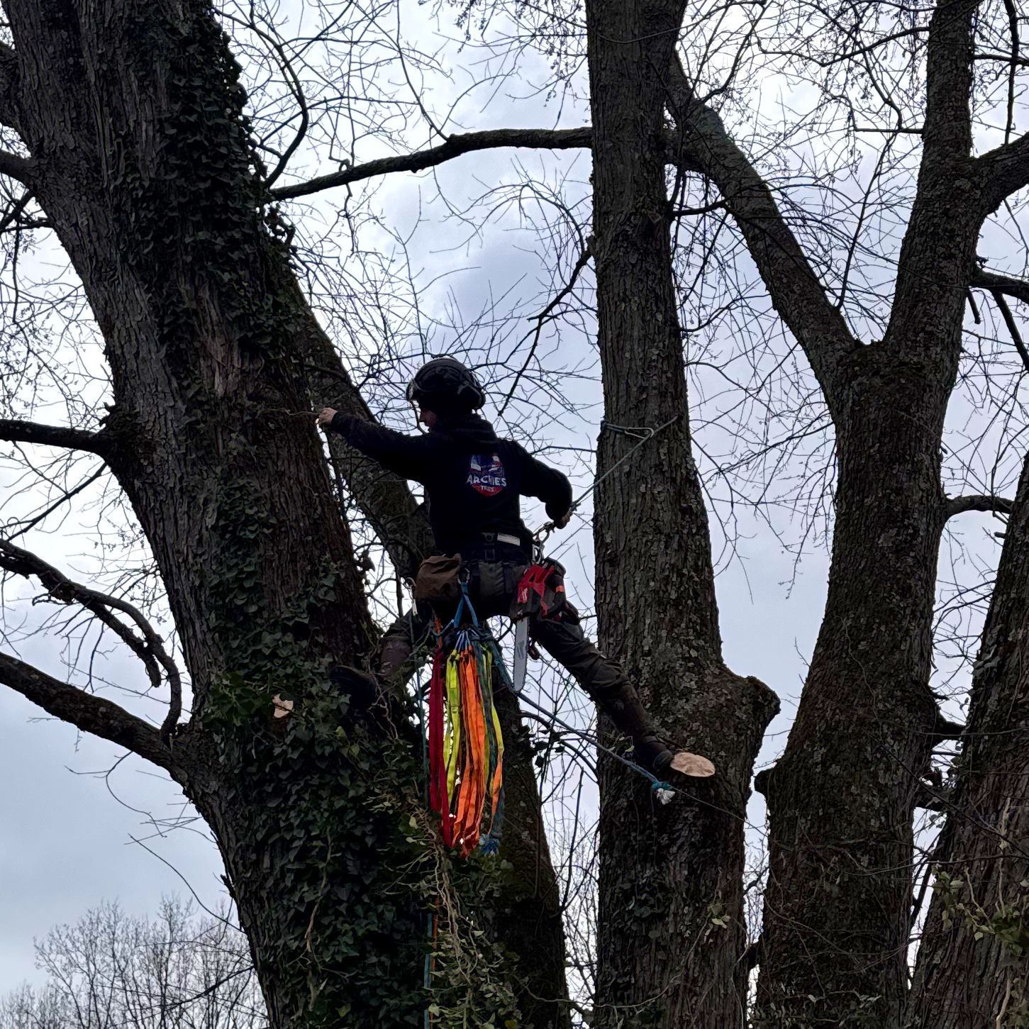 Person in black gear perched in a tree, holding colorful ribbons against a cloudy sky.