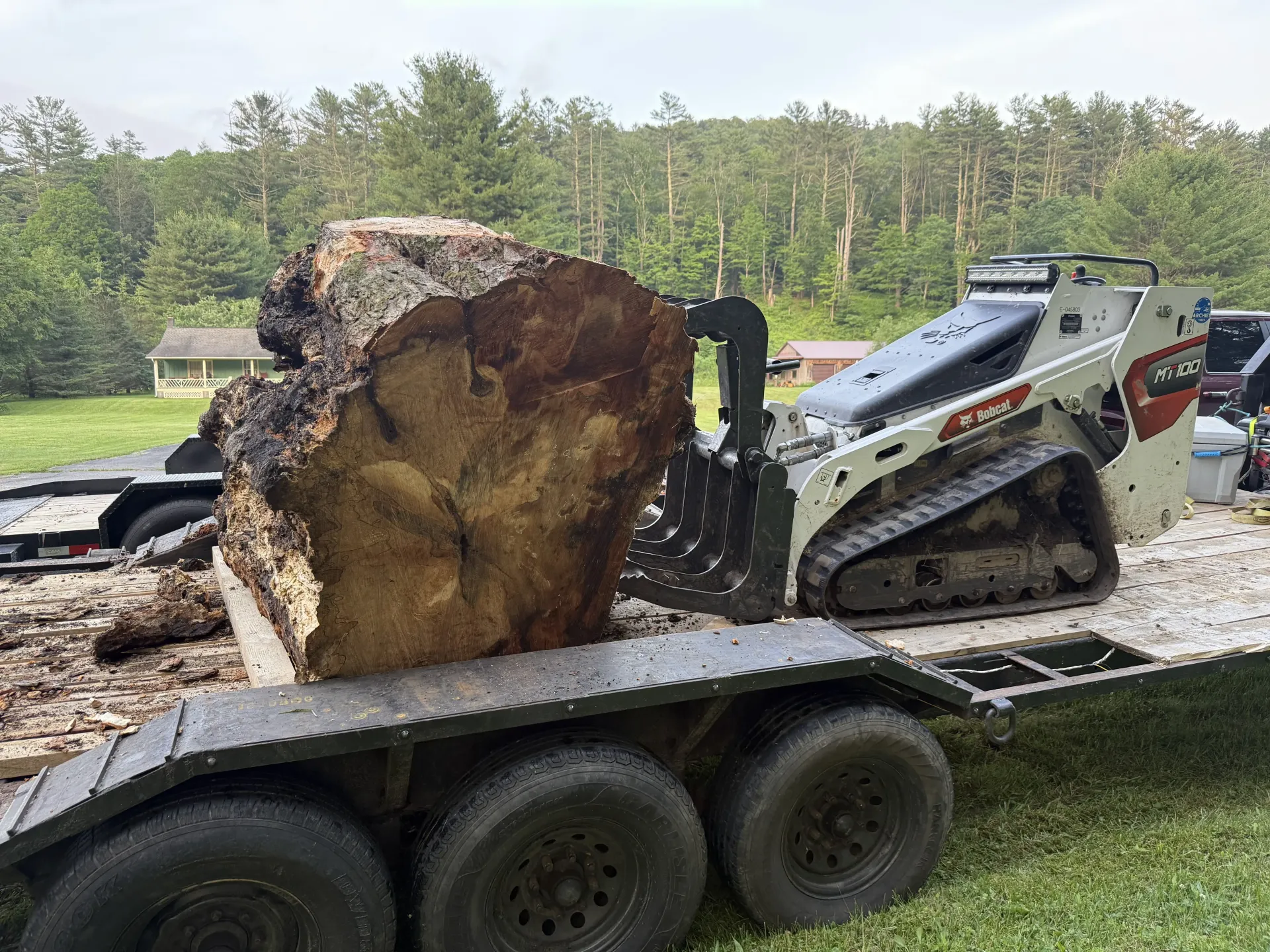 Skid steer loader on trailer lifting a large tree stump in a wooded area