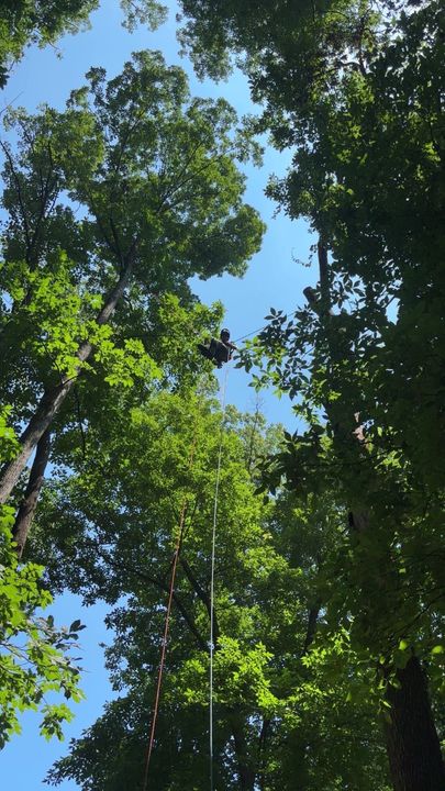Tall green trees framing a bright blue sky, viewed from below through the canopy