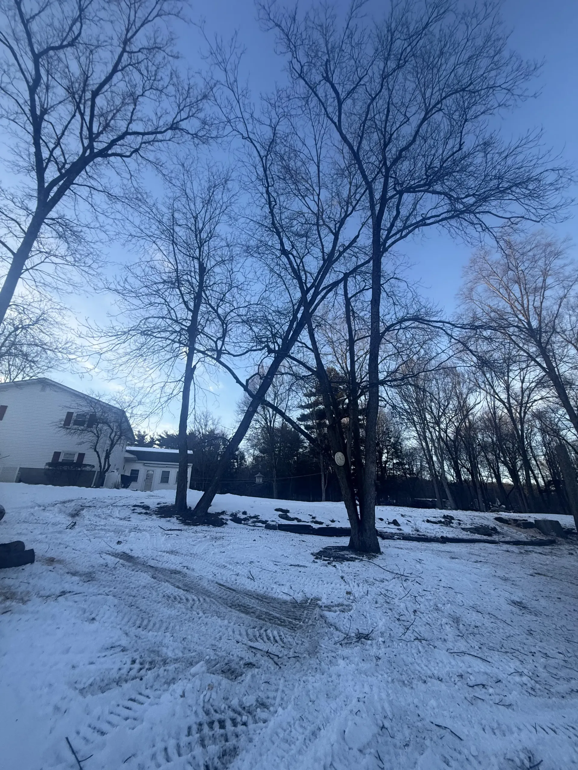 Snow-covered park with bare trees at dusk and a white dome building in the background