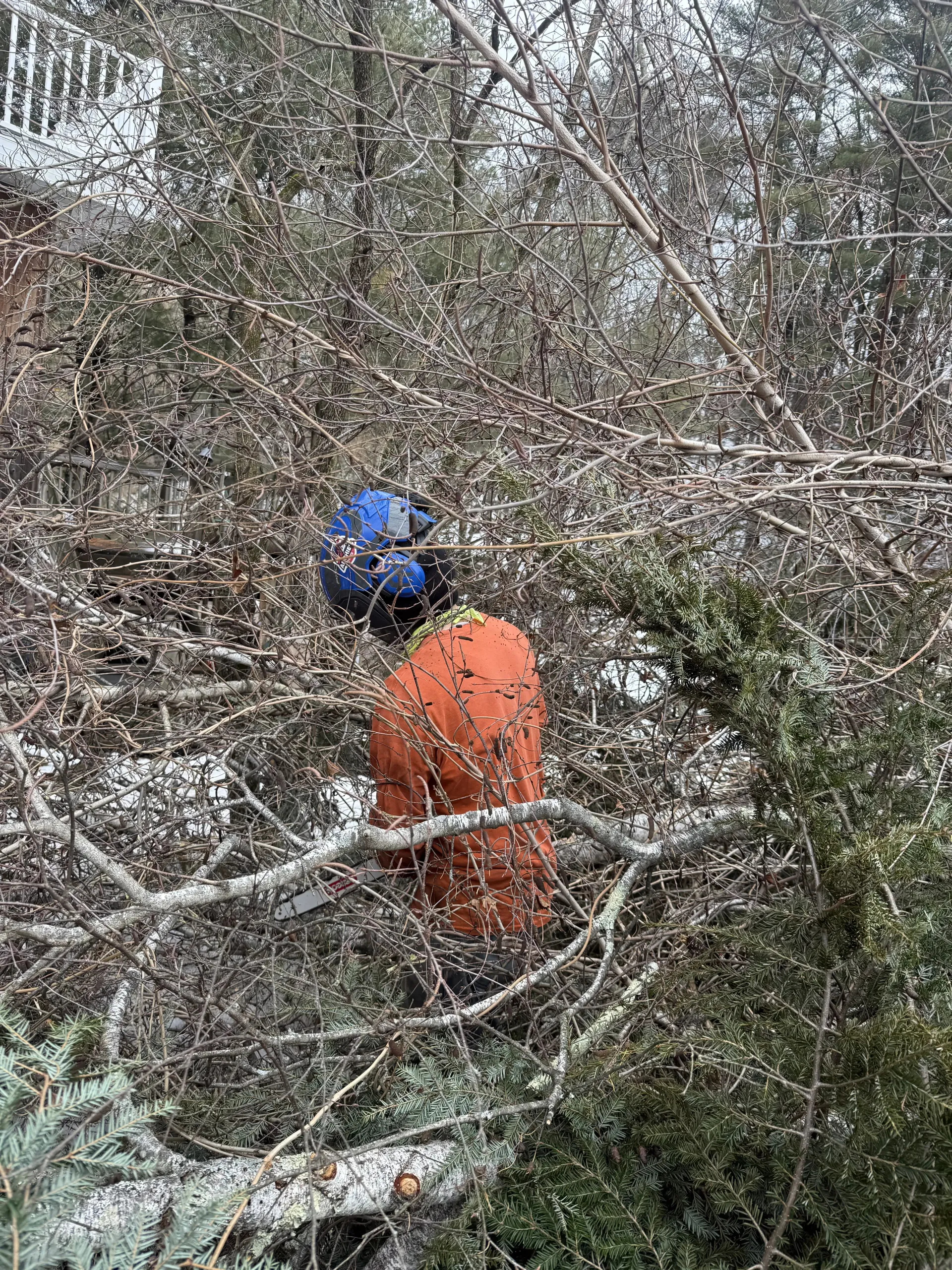 Two workers in blue and orange jackets clearing tangled branches in dense brush