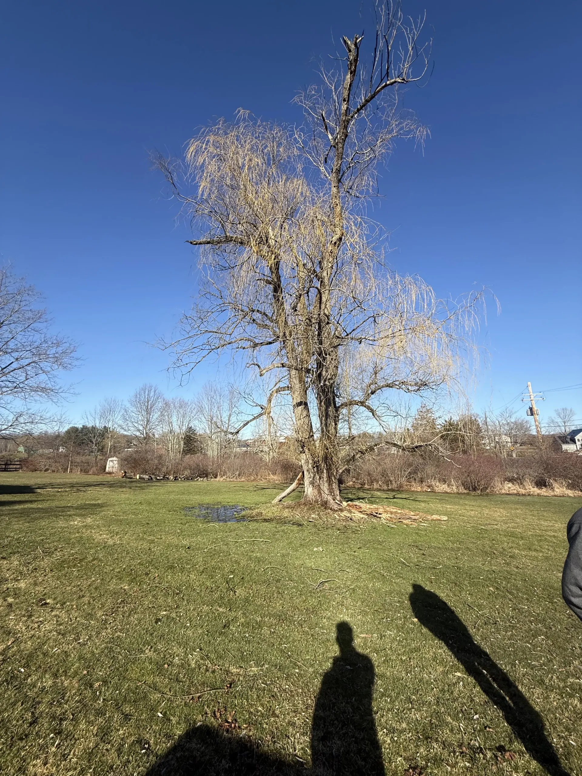 Tall leafless tree in a sunny grassy field under a clear blue sky, with long shadows in the foreground.