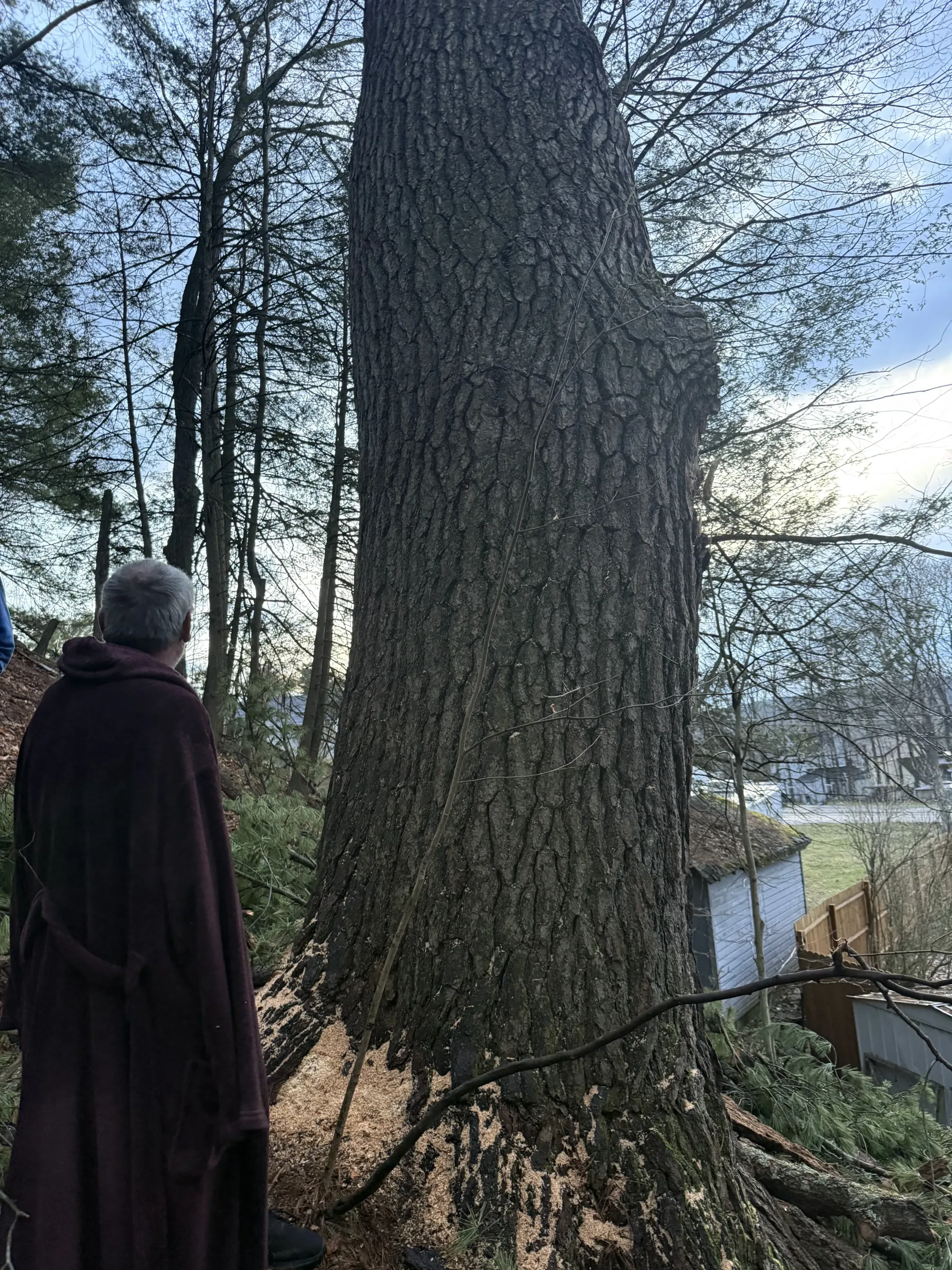 Person in a dark cloak standing beside a large tree in a wooded area near water