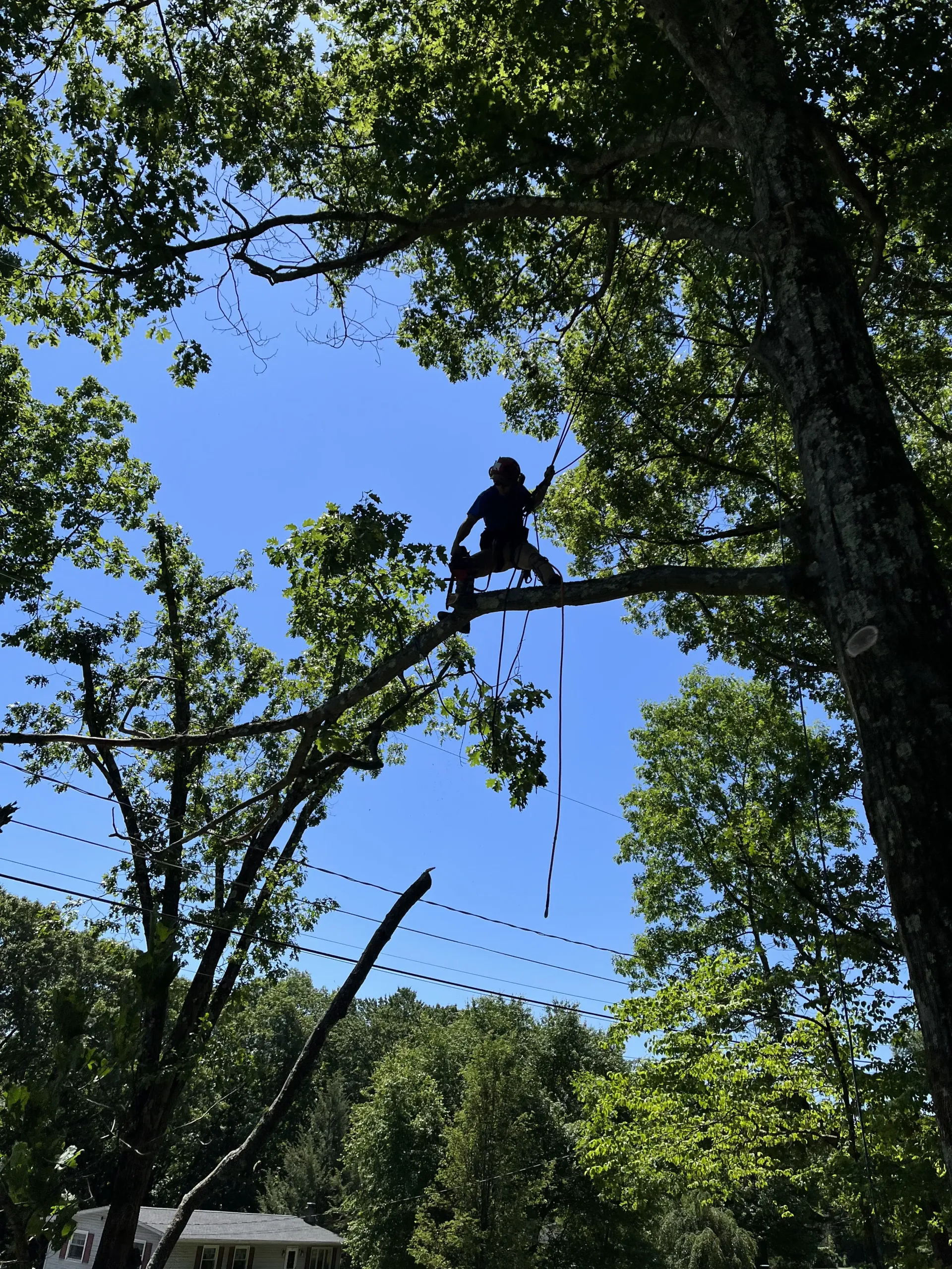 Silhouetted climber on a high ropes course among trees under a blue sky