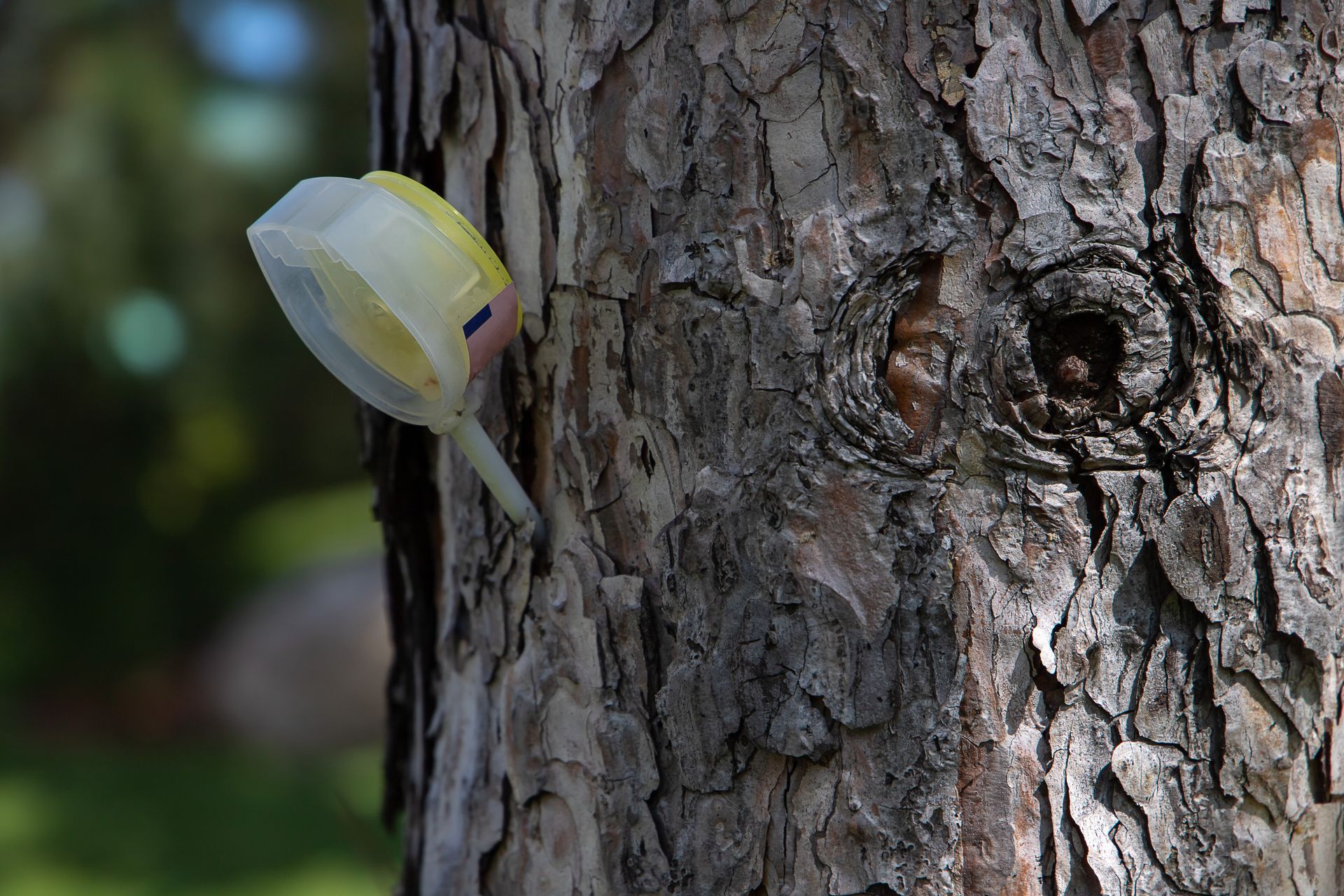 Yellow-and-white flower growing from tree bark outdoors