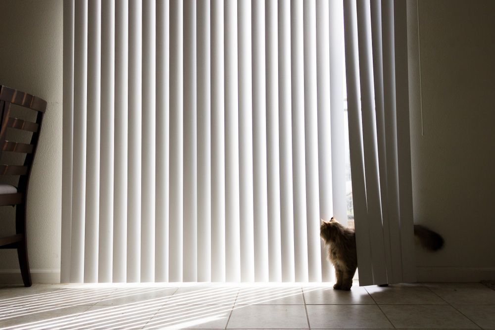A cat peeks out from behind white vertical blinds, casting shadows on the floor. A wooden chair is to the left. — Glenn Koek - Shutters - Curtains - Blinds in West Wollongong, NSW