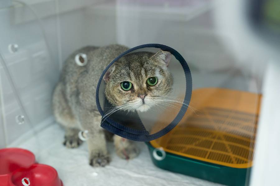 cat-recovering-after-surgery.jpg