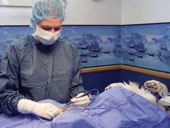 veterinarian in animal family veterinary care center performing surgery