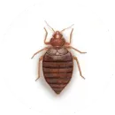 A bed bug is sitting on a white surface.