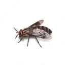 A close up of a fly on a white background.