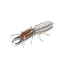 A termite is crawling on a white surface.