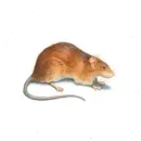 A brown rat with a long tail is standing on a white background.