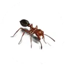A red ant with a black head is crawling on a white surface.