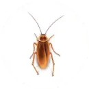 A cockroach is sitting on a white surface.