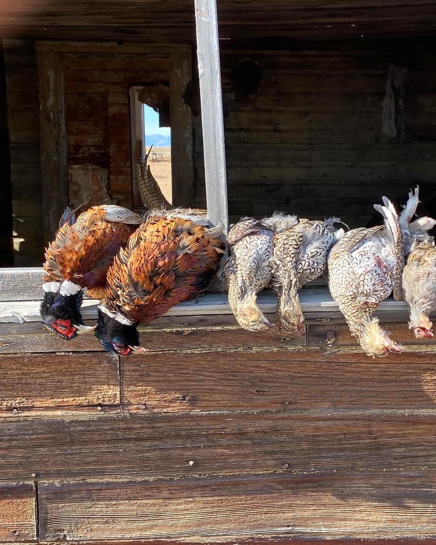 Upland/Waterfowl Gallery Image