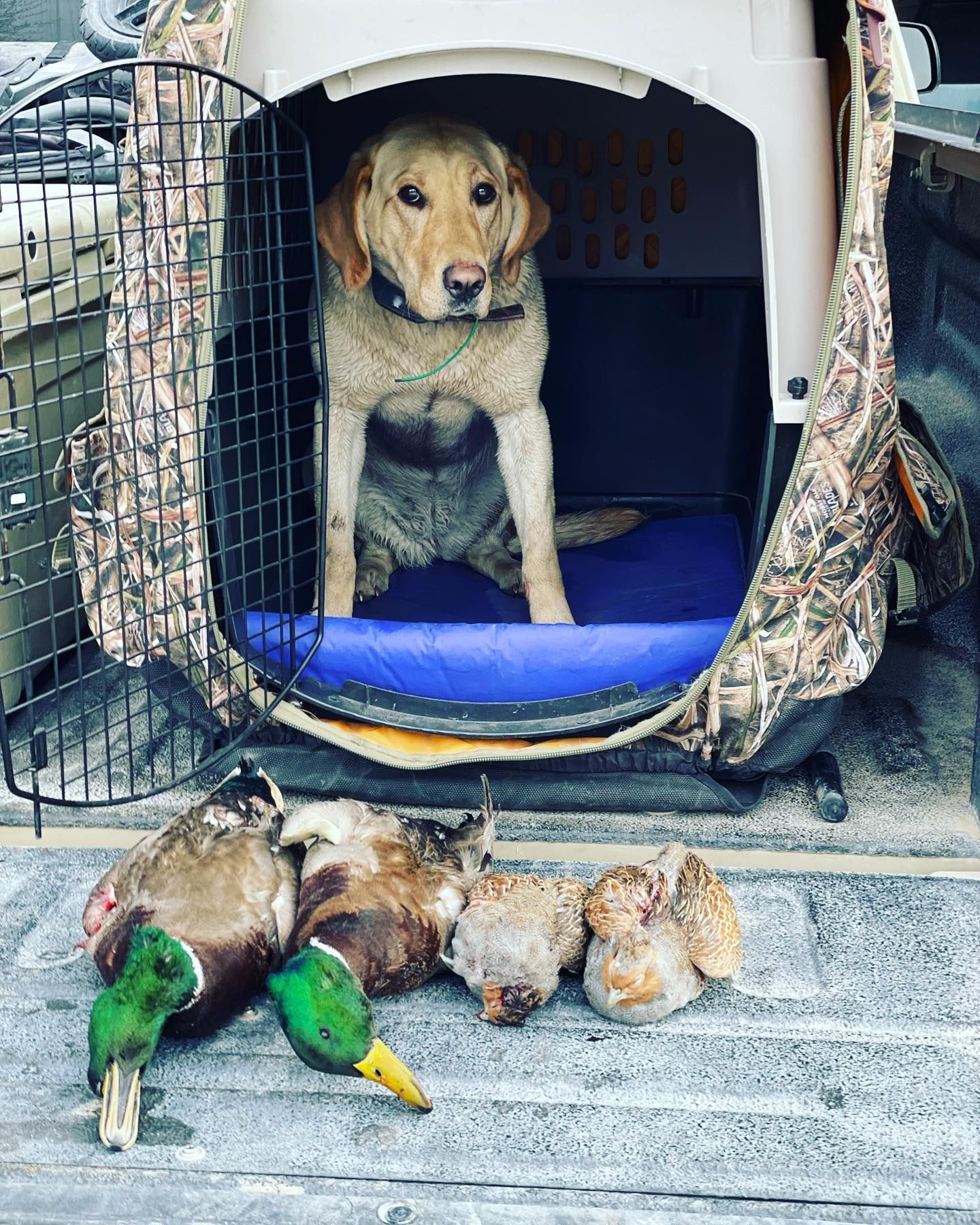 Upland/Waterfowl Gallery Image