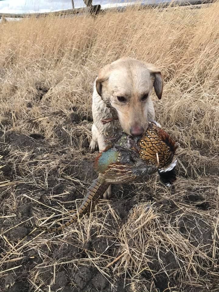 Upland/Waterfowl Gallery Image