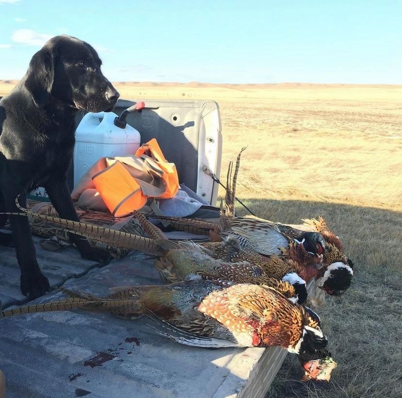 Upland/Waterfowl Gallery Image