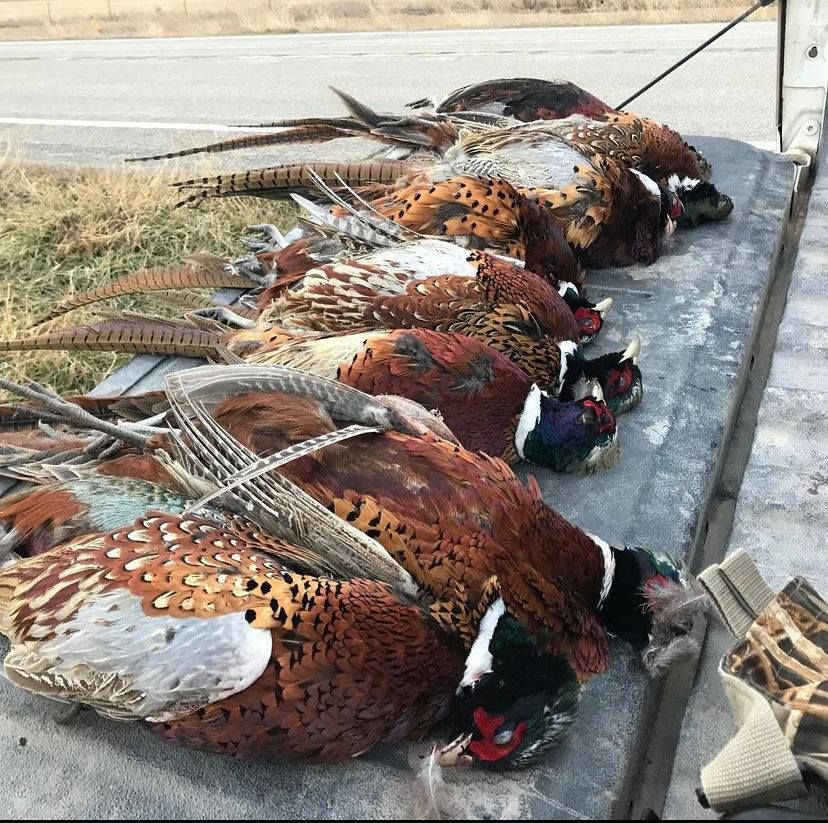 Upland/Waterfowl Gallery Image