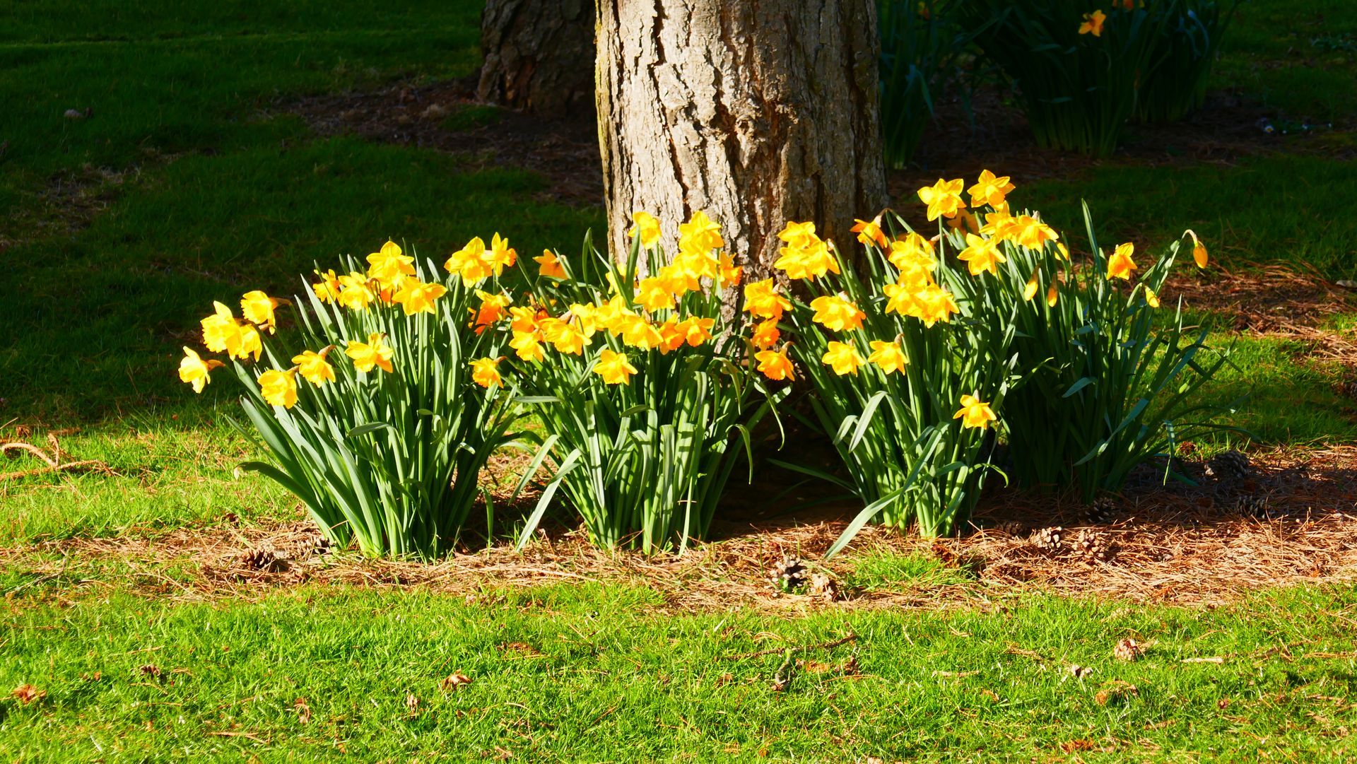Yellow daffodils blooming near a tree trunk, in a green grassy setting.