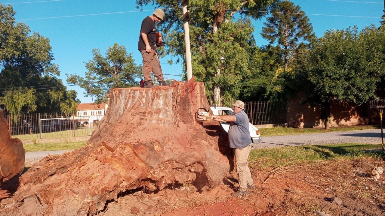 Poda de árboles