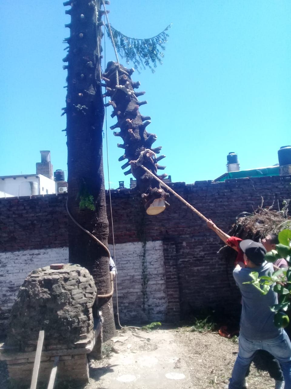 Poda de árboles