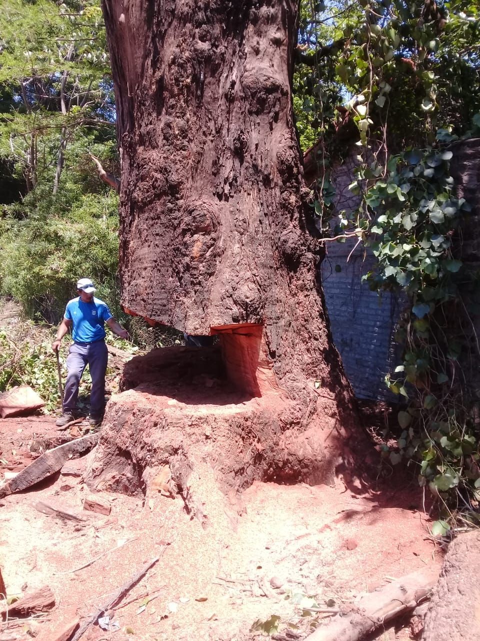 Poda de árboles