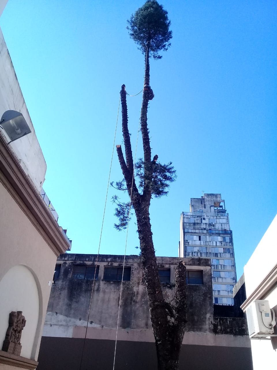 Poda de árboles