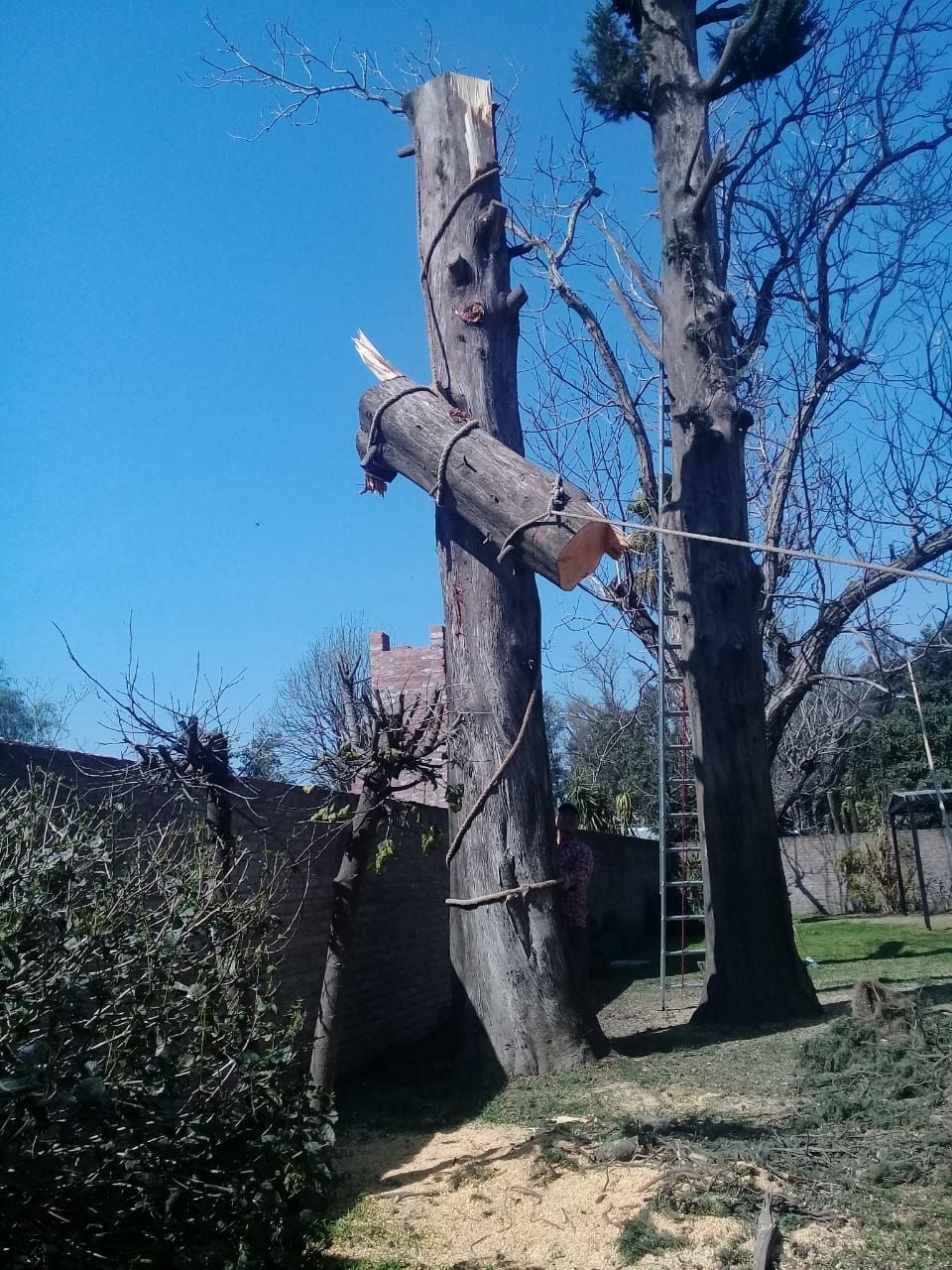 Poda de árboles