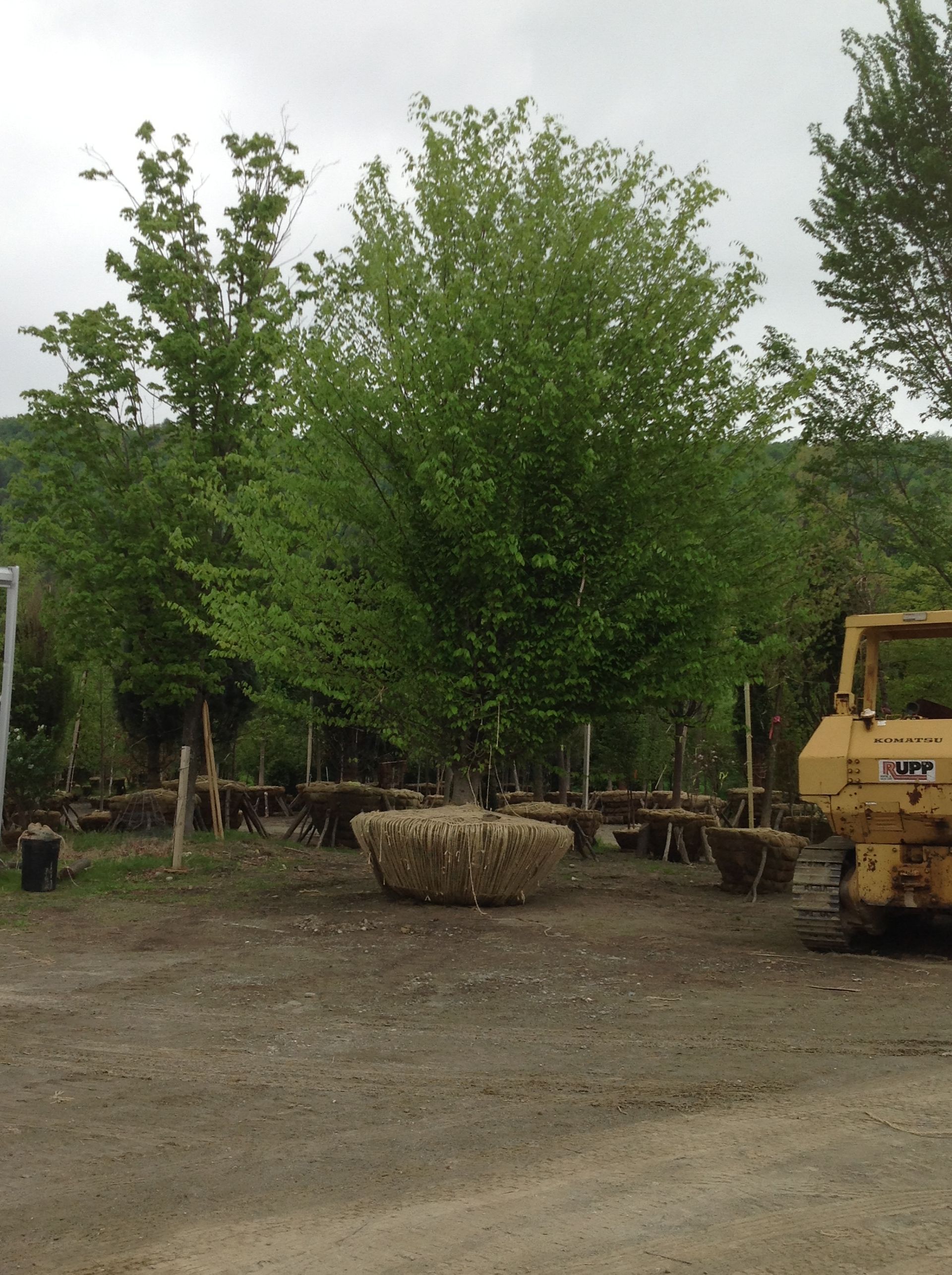 Trees wrapped for planting, in a nursery. Light green foliage, brown straw, gravel ground. Yellow tractor.