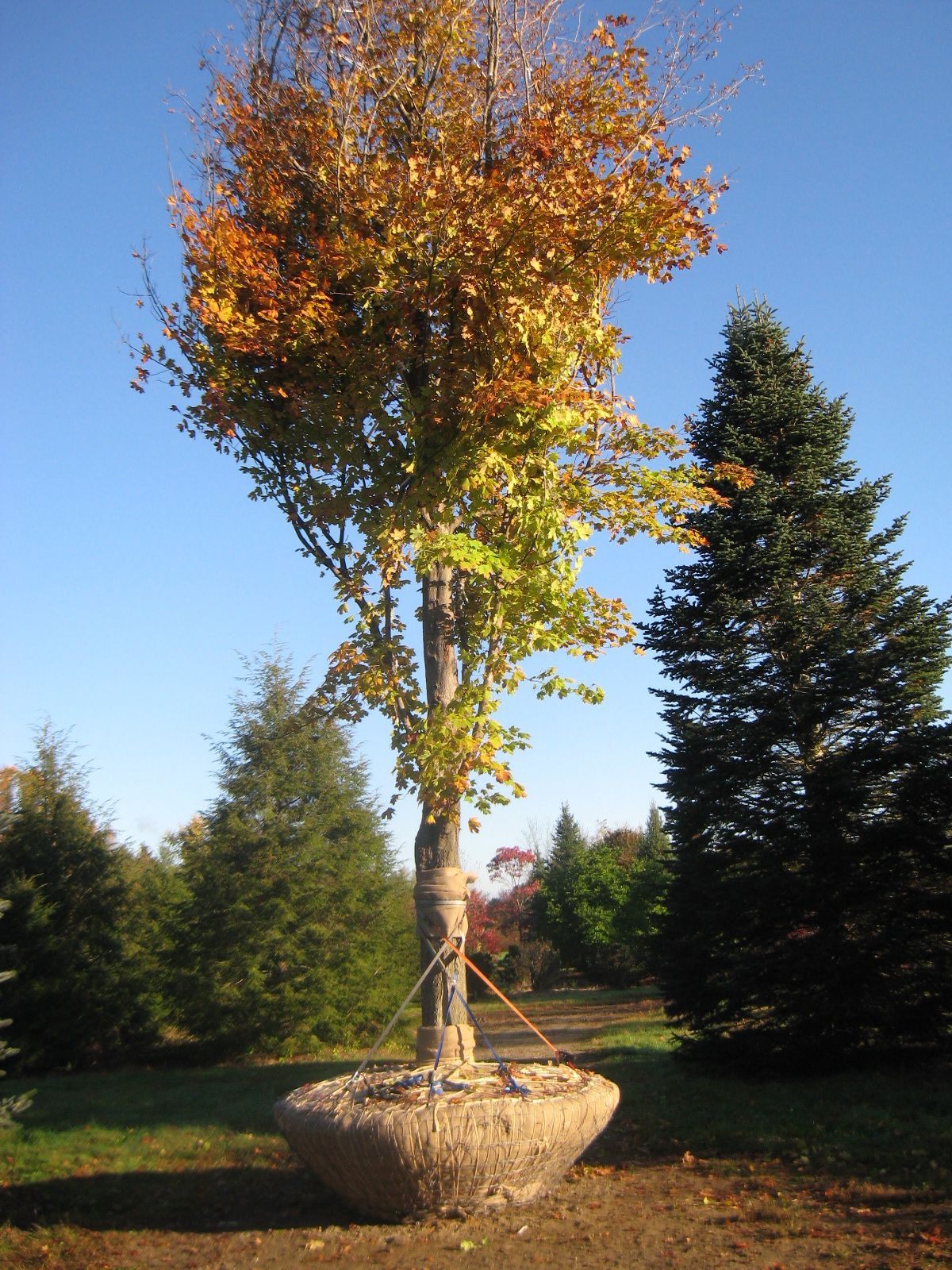 A tree with fall foliage, ball-shaped root system, and support system. Set outdoors on a sunny day.