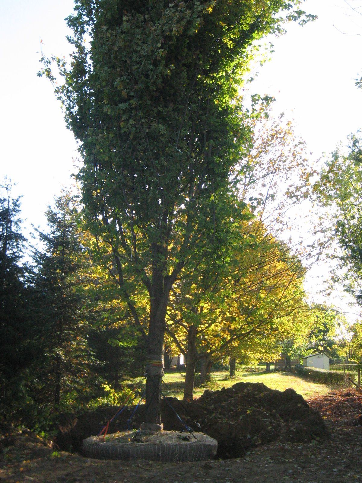 A tall tree with green and yellow leaves, planted in a bed of mulch, with other trees in the background.