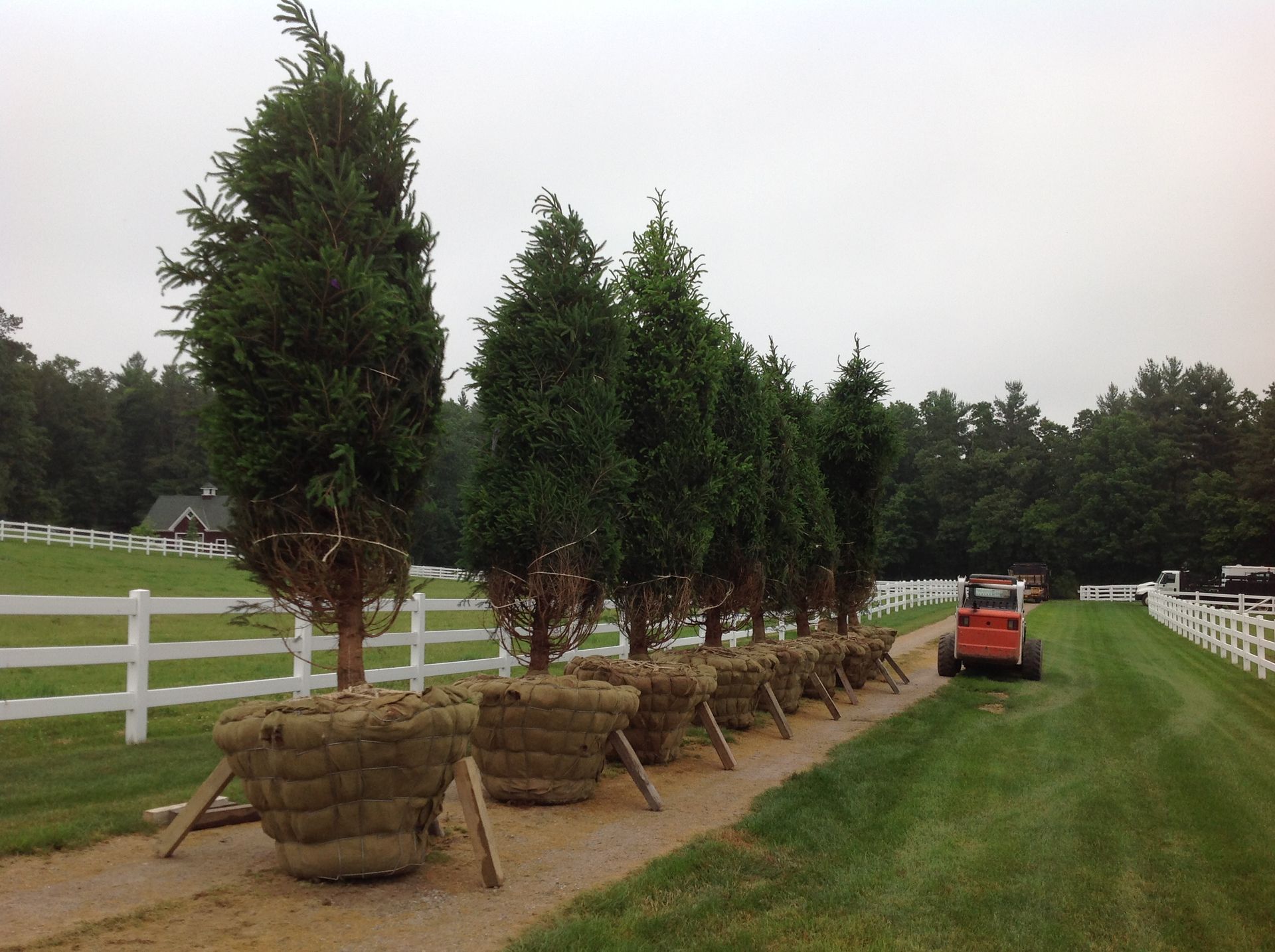 Line of potted evergreen trees, braced with wood, beside a dirt road. A small tractor is nearby.