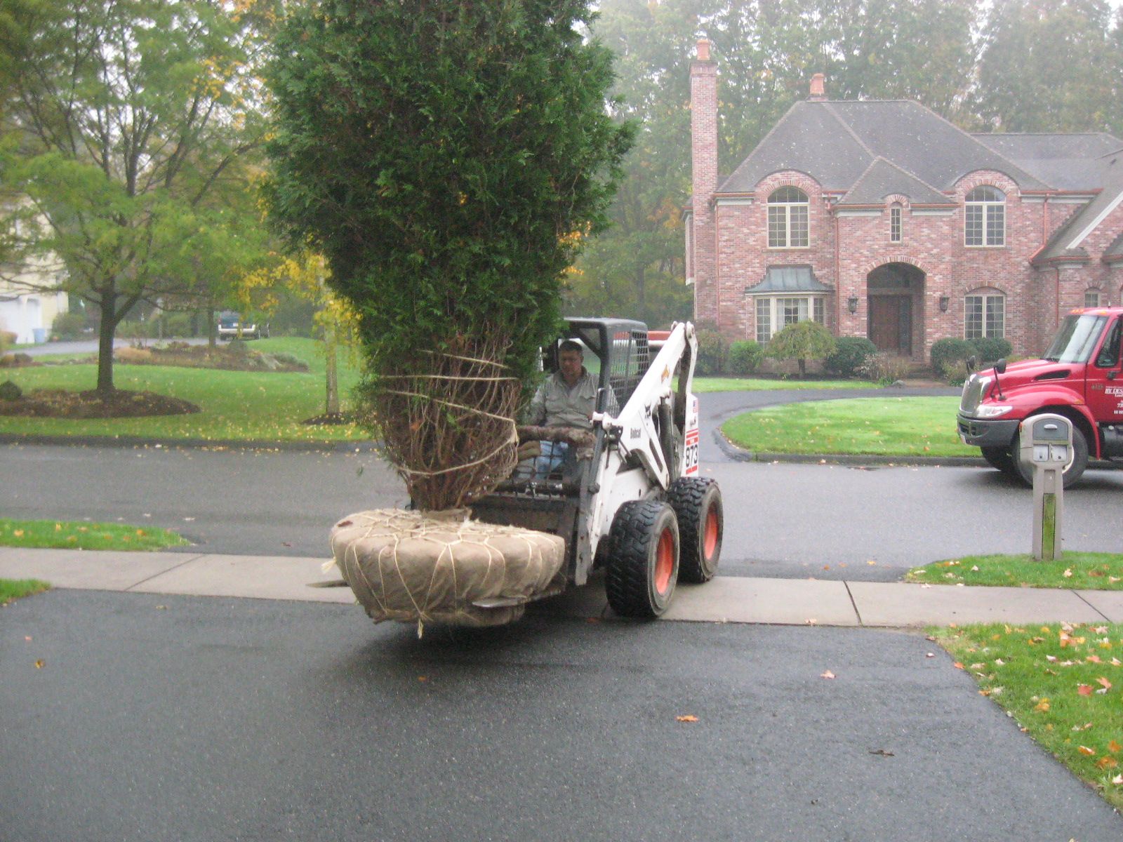 By Design Landscape Concepts moving a large tree, wrapped in burlap, on a driveway near a brick house.