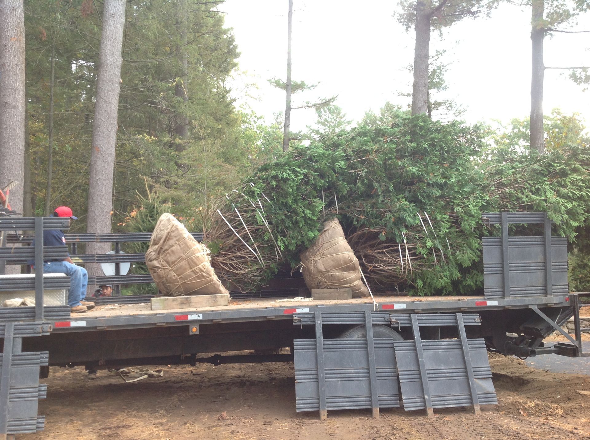 Truck bed loaded with two wrapped trees, and branches. A person in red cap sits. Outdoors.